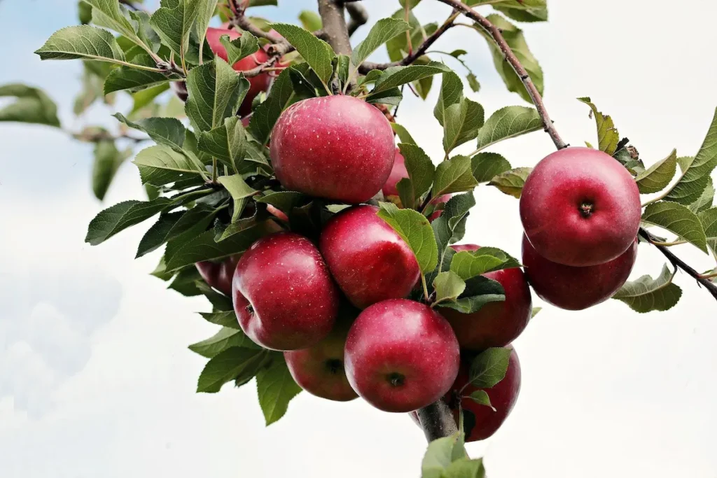 Ban on Turkish Apple