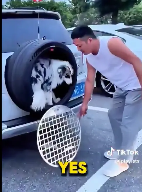 Viral Dog Transport Video