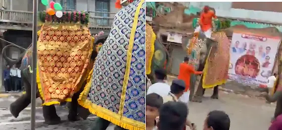 elephant Runs Amok