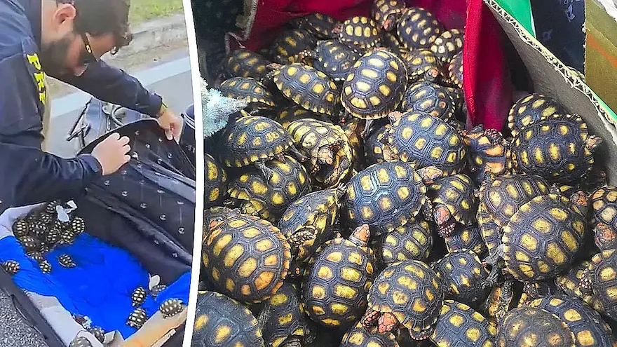 Baby Tortoise Trafficking