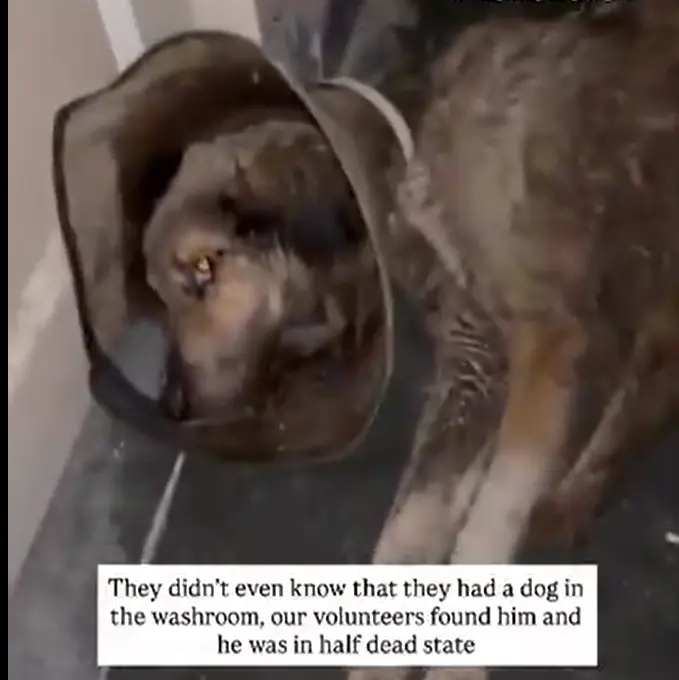Delhi Dog Shelter Faces Cruelty Allegations