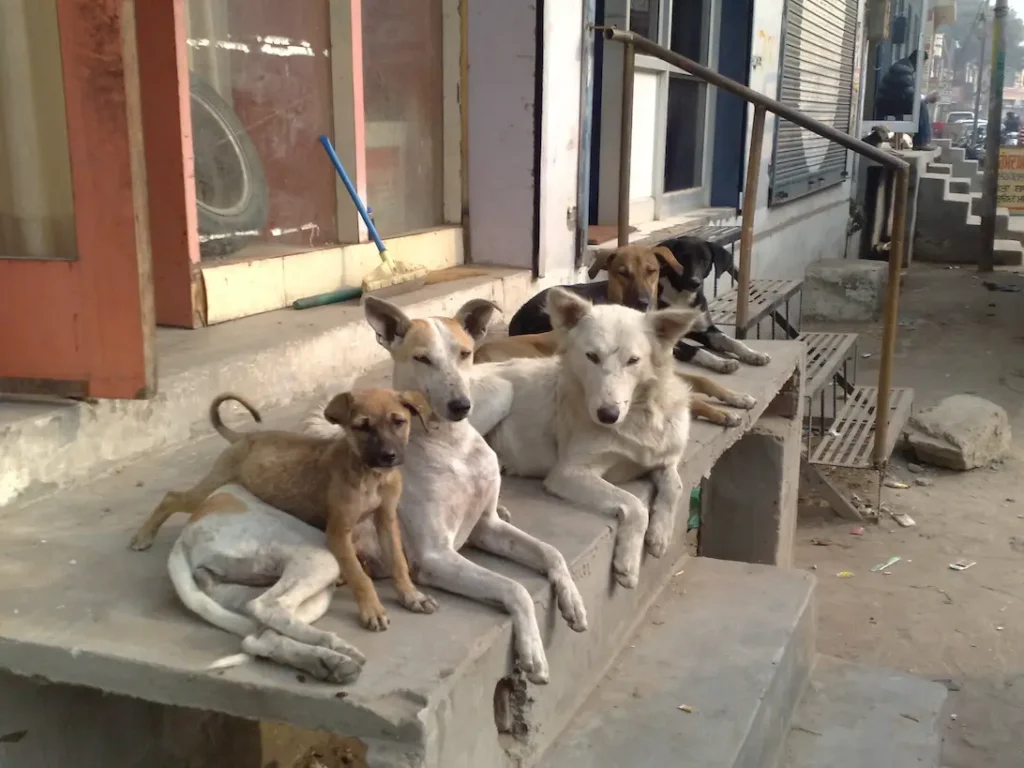 Delhi Stray Dog