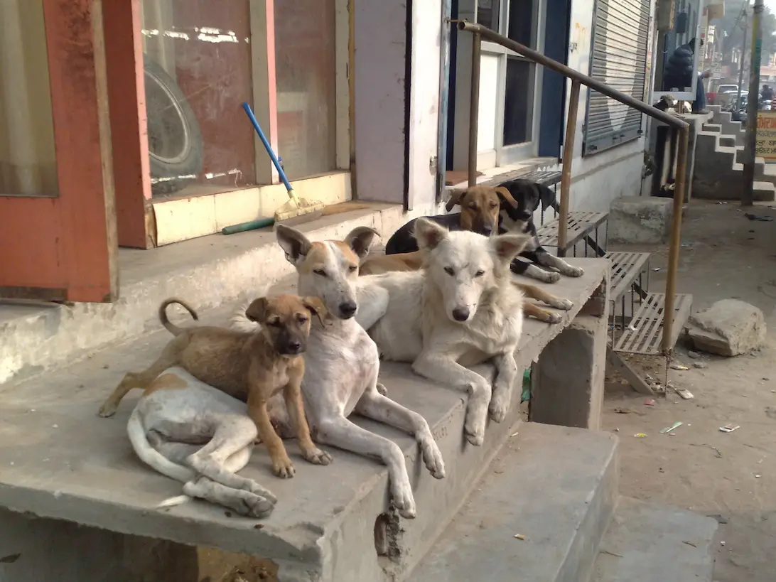 Delhi Stray Dog