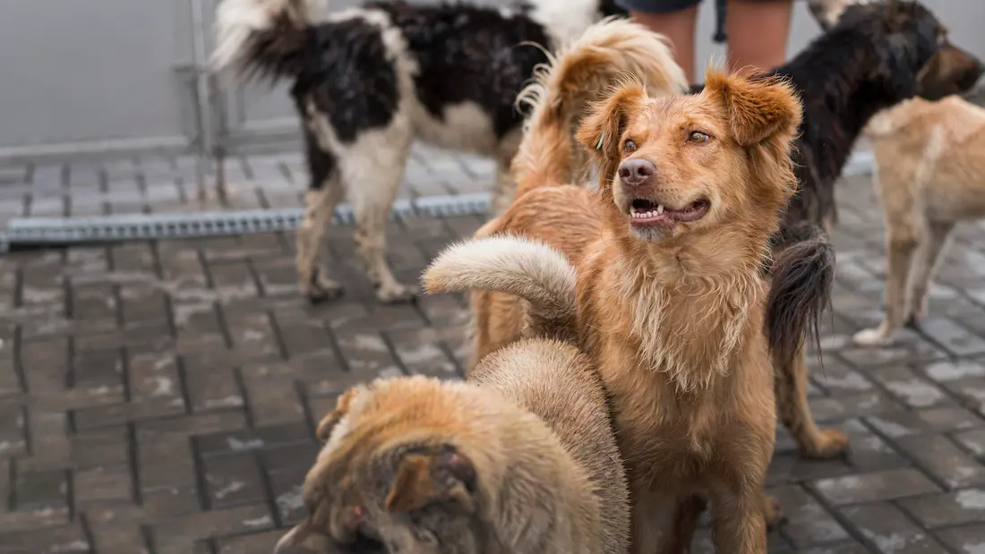 New Stray Dog Policy