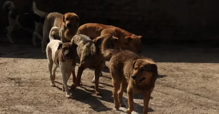 Stray Dog Crisis